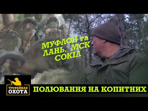 Видео: Полювання на Копитну Дичину | Трофейне Полювання №47