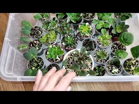 Видео: Фиалки на капиллярных матах . Все о поливе фиалок.