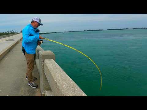 Видео: Такого никогда не бывает! | Рыбалка на Флоридском мосту становится дикой