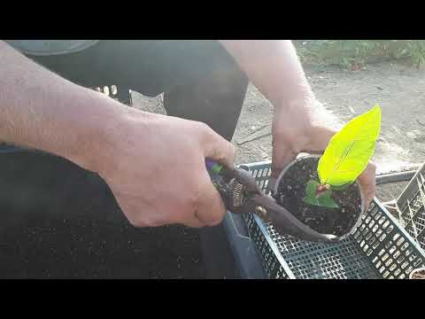 Видео: Простой способ как быстро размножить жимолость.