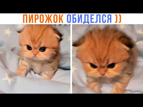 Видео: ПИРОЖОК ОБИДЕЛСЯ ))) | Приколы с котами | Мемозг 1383