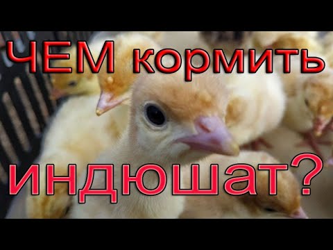 Видео: Индюшата | Чем кормить  индюшат? | Состав комбикорма для индюшат