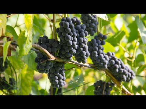Видео: Самые ароматные сорта для вина. Ч. 2 Прибалтийские и американские гибриды