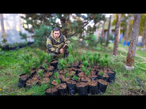 Видео: Быстрая посадка кедровой сосны: минимум времени, максимум результата