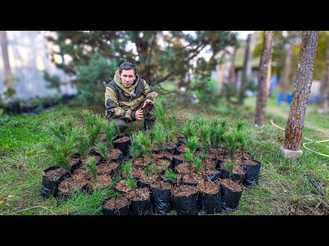 Видео: Быстрая посадка кедровой сосны: минимум времени, максимум результата