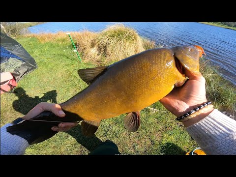 Видео: ЛИНИ по 3кг КАЖДЫЙ!!ШАШЛЫЧОК 🍖НОЧЬ В ПАЛАТКЕ 🏕 РЫБАЛКА НА ФИДЕР. КРУПНЯК !