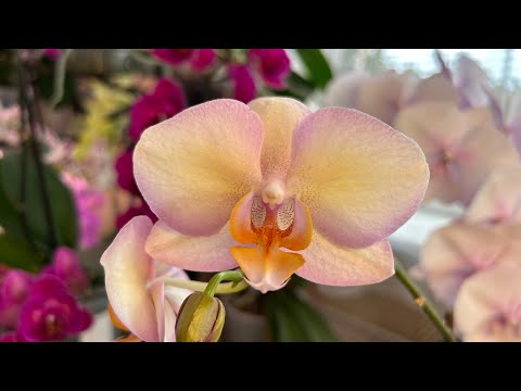 Видео: Орхидея Легато и отличия и сходство Персики ,Беби Динамит