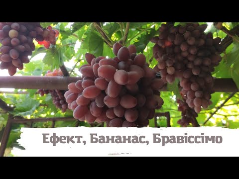 Видео: Бананас Ефект Бравiсiмо