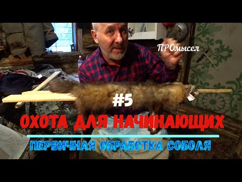 Видео: Промысловая охота для начинающих.Первичная обработка соболя.
