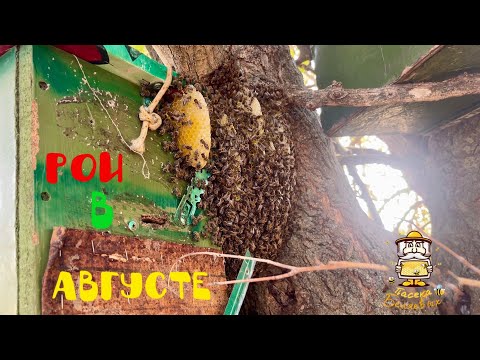 Видео: Августовские рои полетели.