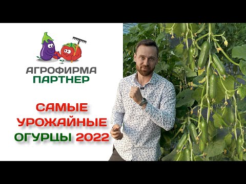 Видео: Самые урожайные огурцы 2022
