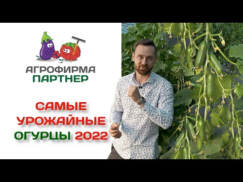 Видео: Самые урожайные огурцы 2022