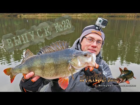 Видео: Как поймать трофейного окуня. Практика ловли с Валерием Сикиржицким. Выпуск 28