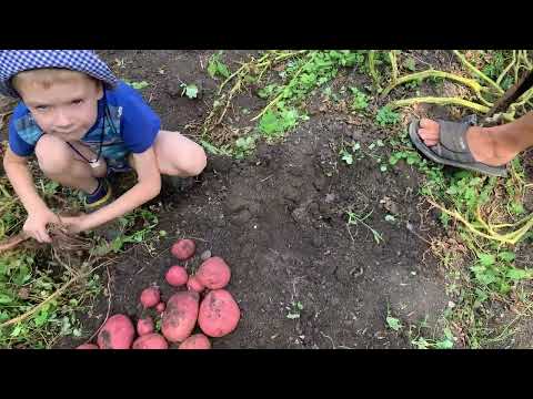 Видео: Картофель Шарвари Пирошка в 2023 году огромных размеров.