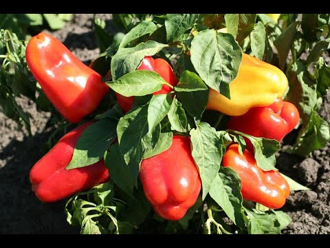 Видео: СІЄМО СОЛОДКИЙ ПЕРЕЦЬ НА РОЗСАДУ,  СОРТИ СОЛОДКОГО  ПЕРЦЮ, ЯКІ МИ БУДЕМО ВИРОЩУВАТИ У  2025 РОЦІ