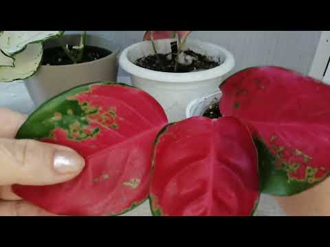 Видео: Моя коллекция Аглаонем.