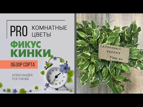 Видео: Фикус бенджамина Кинки - капризный карлик или неприхотливое комнатное растение для дома? Разберемся.