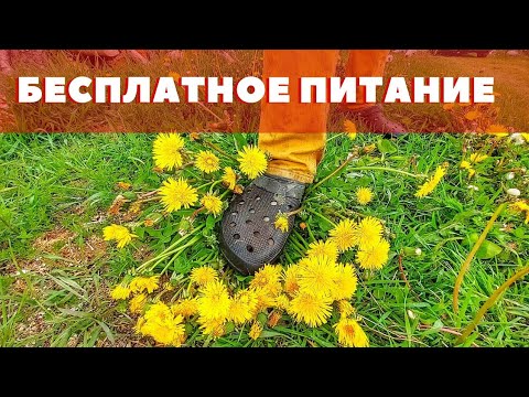 Видео: Еда под ногами! Три рецепта из сорняков и дикоросов! Эконмим на еде... Выживание...