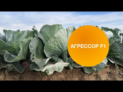 Видео: АГРЕССОР F1 | Овощная усадьба