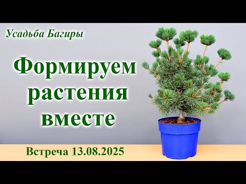 Видео: Формируем растения вместе (Запись прямого эфира).