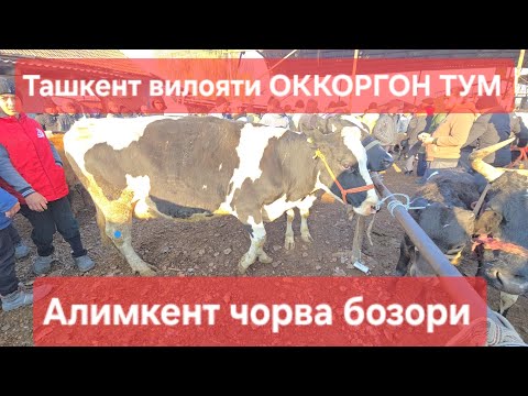 Видео: Тошкент вилояти ОККОРГОН ТУМ АЛИМКЕНТ чорва бозори СИГИРЛАР КАТОРИ 08.11.2025