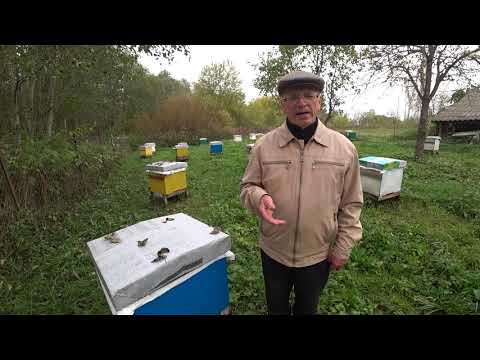 Видео: Трутни в семье осенью - тревожный признак. Пасека Лаврова.