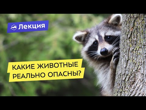 Видео: Опасные животные. Какие реально опасны?