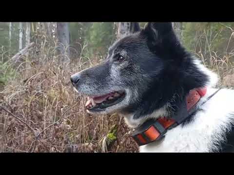 Видео: охота с лайками и путешествие на каракате#путешествия #природа#животные#еда#каракат#приколы#стрим