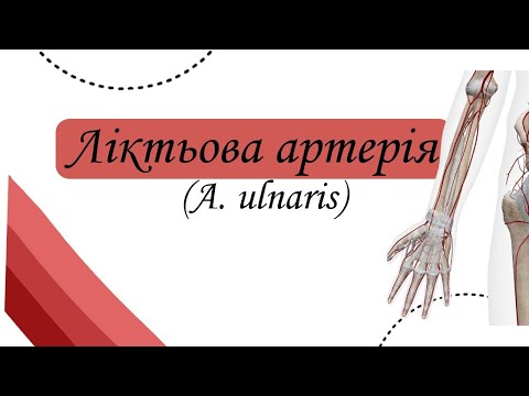 Видео: Ліктьова артерія. A. ulnaris. Ліктьова суглобова сітка.