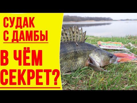 Видео: Ловля судака с дамбы ►В чём особенности и какие секреты