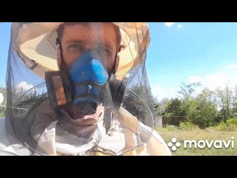 Видео: БЕСКОНЕЧНЫЕ ОБРАБОТКИ ! 🐝 13.09.2025 #пасека #пчелы #пчеловодство 