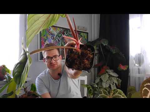 Видео: BAZAR ПлантаКото - июнь 2024