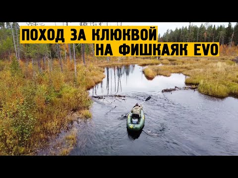 Видео: Поход за клюквой на #ФишКаякEVO