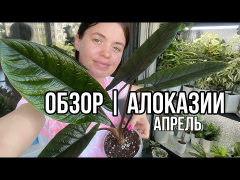 Видео: ОБЗОР растений | Алоказии | Апрель 2024