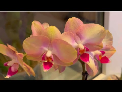 Видео: Мои САМЫЕ СТОЙКИЕ ОРХИДЕИ ❄️☃️❄️ Как ЗИМУЮТ МОРКОВКИ