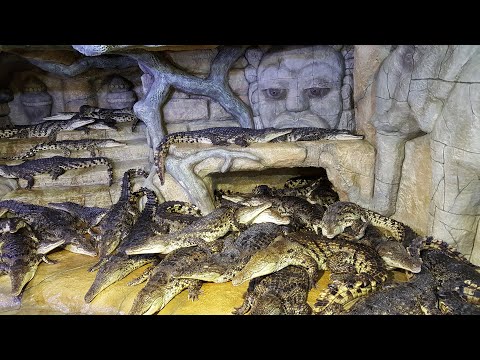 Видео: Что посмотреть в Ялте?? Ялтинский крокодиляриум