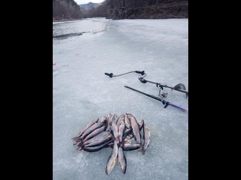 Видео: Закрытие подледного сезона на  Арсеньевке ,30 - 31 марта , ленок и хариус с последнего льда.