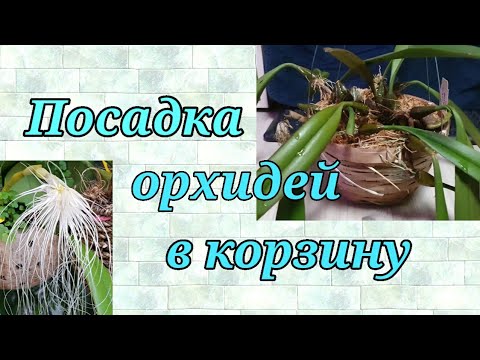 Видео: Посадка Бульбофиллума в корзину.