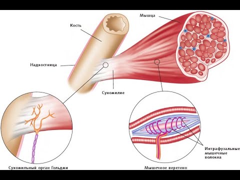 Видео: Четыре причины мышечной слабости