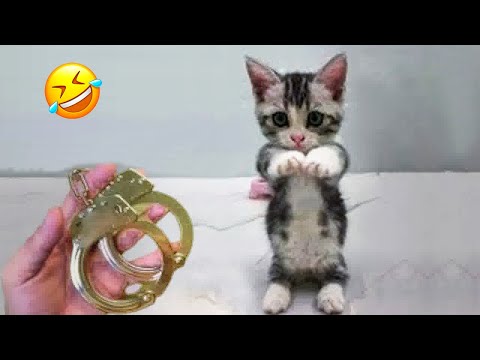 Видео: Поднимите себе настроение с милыми и забавными животными! ♥