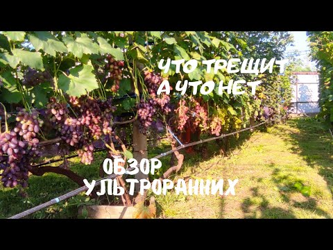 Видео: Что созреет первым? Что трещит?