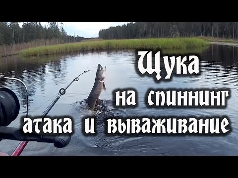 Видео: Вываживание крупной щуки. Как надо что бы не ушла когда один в лодке.