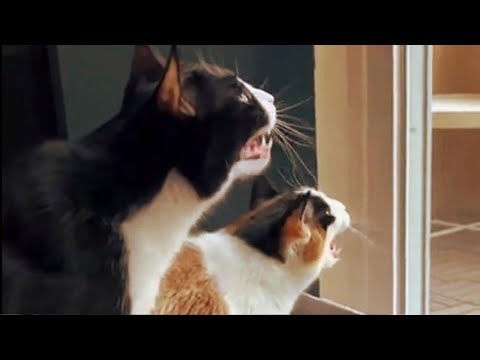 Видео: Funny cats! / Смешные котики!