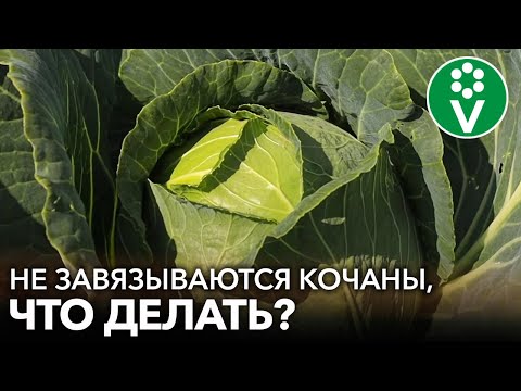 Видео: КАПУСТА ЗАВЯЗЫВАЕТ ТУГИЕ ПЛОТНЫЕ КОЧАНЫ, если подкормить ее этим удобрением!