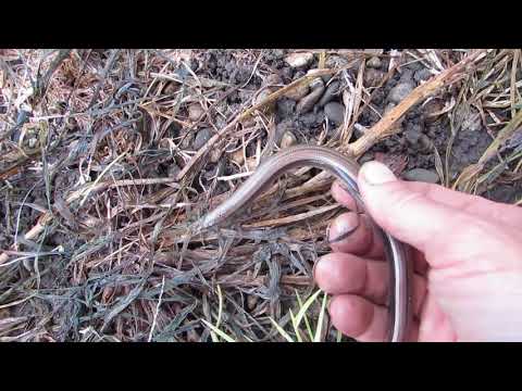 Видео: медяница - змеи и ящерицы Горячего Ключа