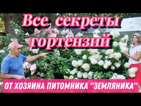 Видео: ПЫШНОЕ ЦВЕТЕНИЕ ГОРТЕНЗИЙ в питомнике "Земляника" | Чем кормить, во что сажать?