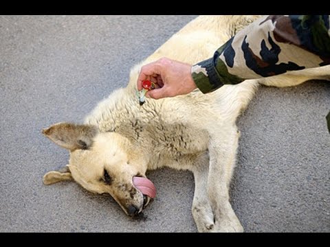 Видео: СОБАКА ЛЮБИЛА. Стих.