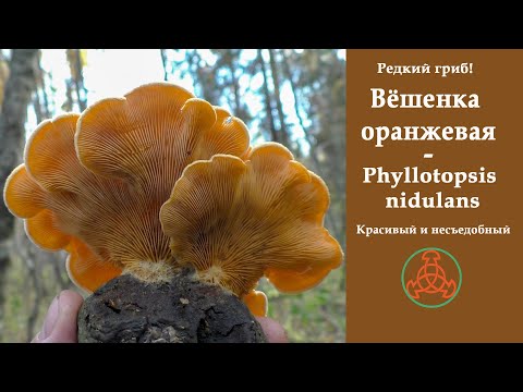 Видео: Редкий гриб! Вёшенка оранжевая - Phyllotopsis nidulans. Красивый и несъедобный.