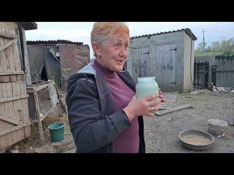 Видео: Ищу хорошую корову !