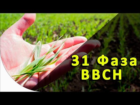 Видео: Как определить ФАЗУ 31 ВВСН у зерновых?